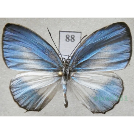 Jamides euchylas (Hübner, 1819) Indonesia, Ambon88